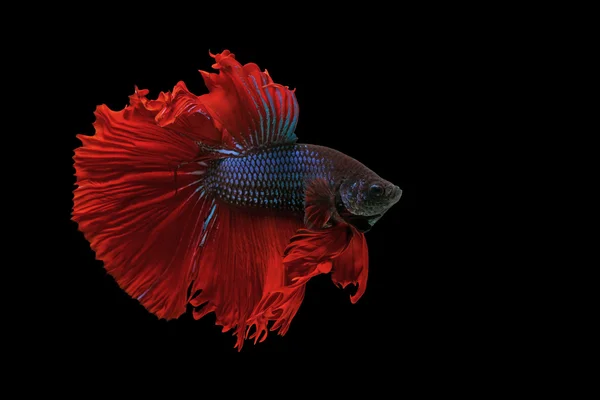 Рыба бетта, сиамская боевая рыба, изолированная на черном — стоковое фото