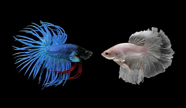 Betta peces, peces siameses de lucha aislados en negro —  Fotos de Stock