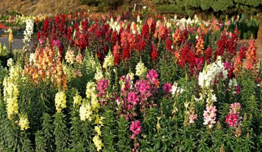 ateş çiçeği Çiçek bahçesinde