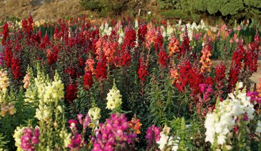 ateş çiçeği Çiçek bahçesinde