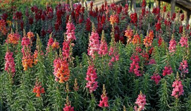 ateş çiçeği Çiçek bahçesinde