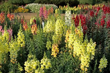 ateş çiçeği Çiçek bahçesinde