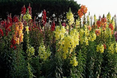 ateş çiçeği Çiçek bahçesinde