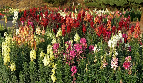 ateş çiçeği Çiçek bahçesinde