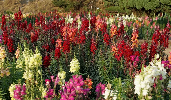 ateş çiçeği Çiçek bahçesinde