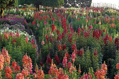 ateş çiçeği Çiçek bahçesinde