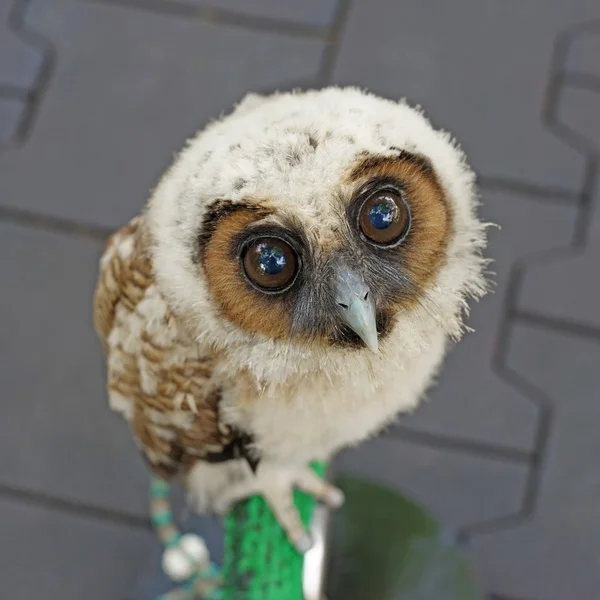 Gufo murale o uccello strix uralensis — Foto Stock