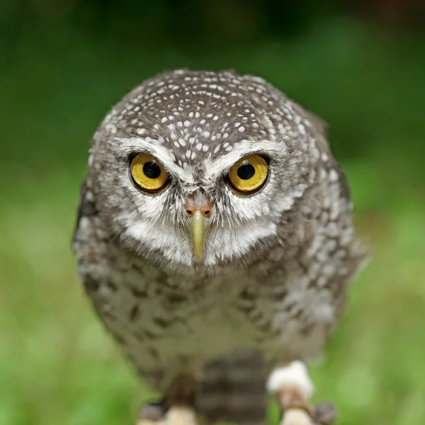 Gufo maculato o uccello brama atene — Foto Stock