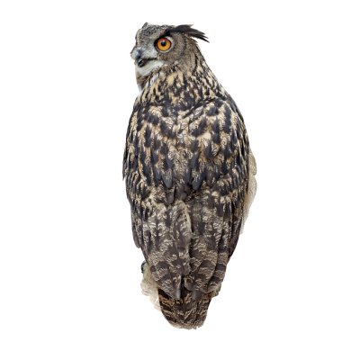 beyaz izole güzel büyük baykuş 