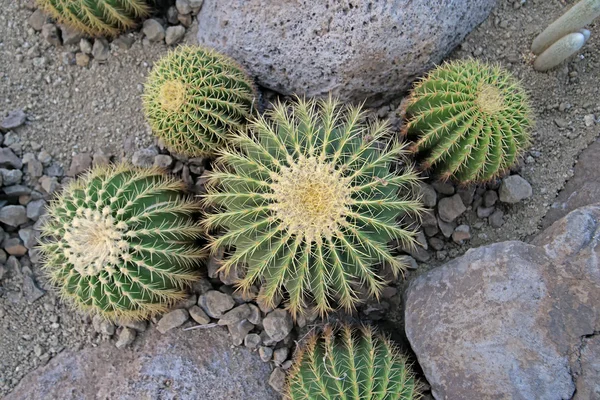 Stor kaktus i botaniska trädgården — Stockfoto