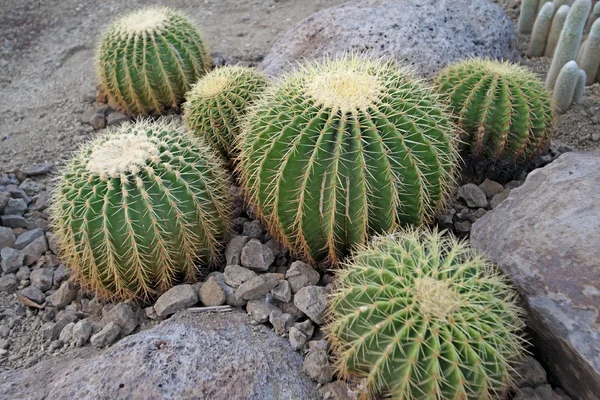 Velký kaktus v botanické zahradě Royalty Free Stock Obrázky