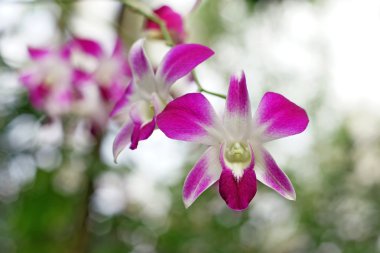 güzel orkide çiçek 