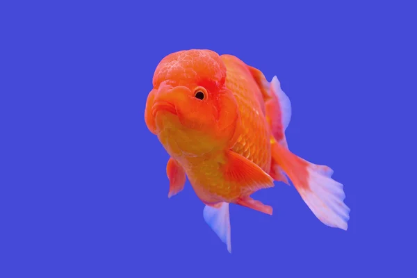 Ranchu or lion head goldfish — Stock Photo, Image