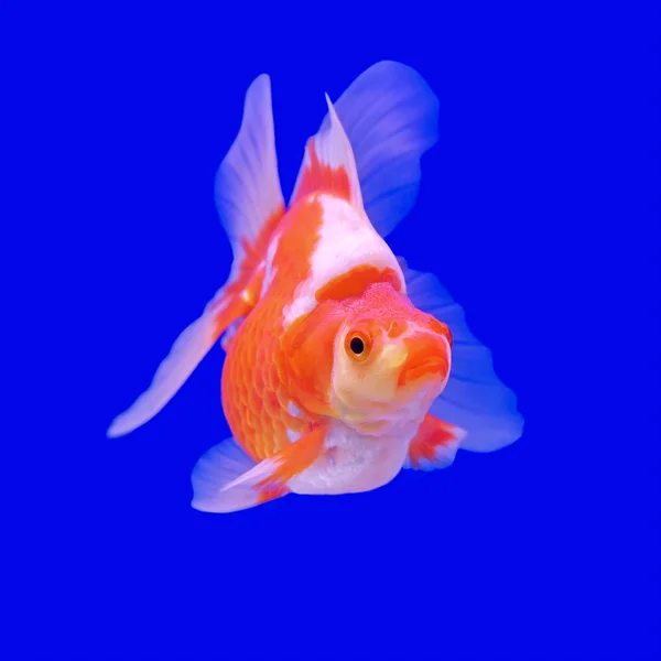 Bellissimi pesci rossi in acquario — Foto Stock