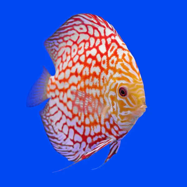 Pompadour or symphysodon fish — Stock Photo, Image