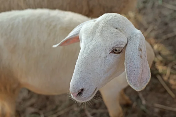 White lamb in paddock — Stock Photo, Image