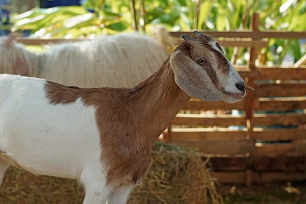 White goat in paddock — Stock Photo, Image