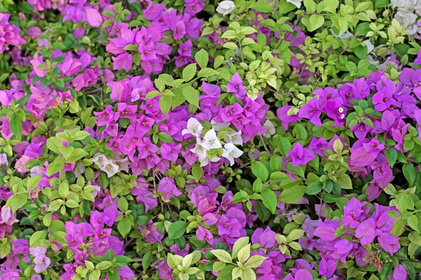 Bougainvillea hybrida or paper flower — Stock Photo, Image