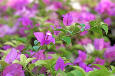 Begonvil boş veya kağıt çiçek