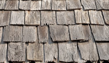 eski ağaç kabuğu