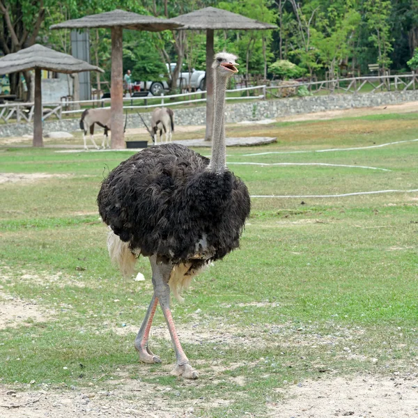 Struisvogel in de dierentuin — Stockfoto