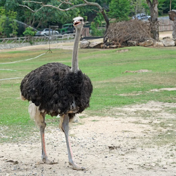 Struisvogel in de dierentuin — Stockfoto