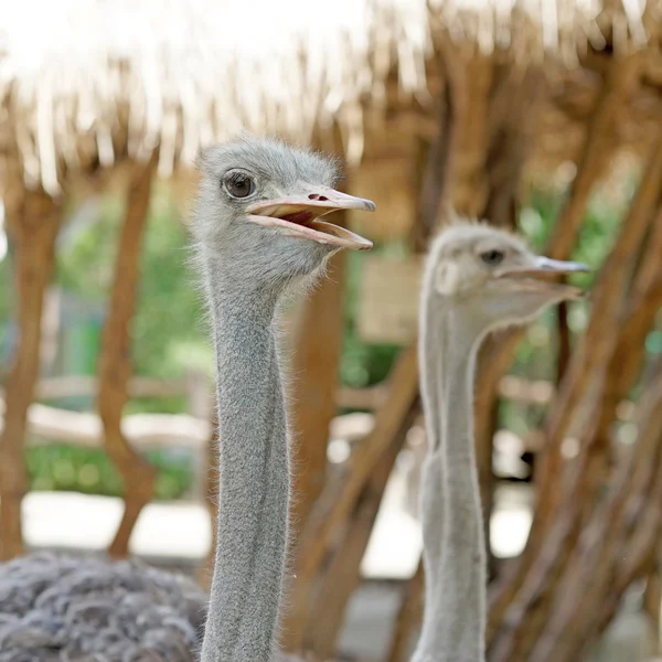 Ostrich in the zoo — Stock Photo, Image