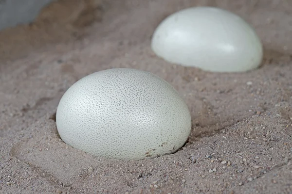 Closeup of ostrich egg — Stock Photo, Image