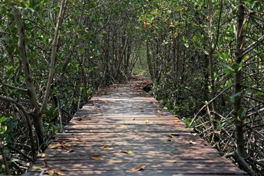 ahşap köprü geçit mangrov orman içine