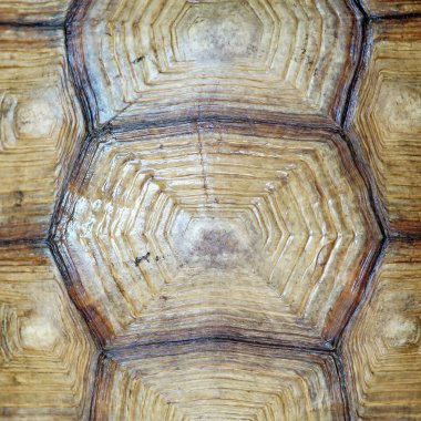 Afrika mahmuzlu kaplumbağası veya geochelone sulcata kabuk