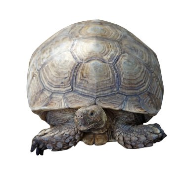 Afrika mahmuzlu kaplumbağası veya geochelone sulcata