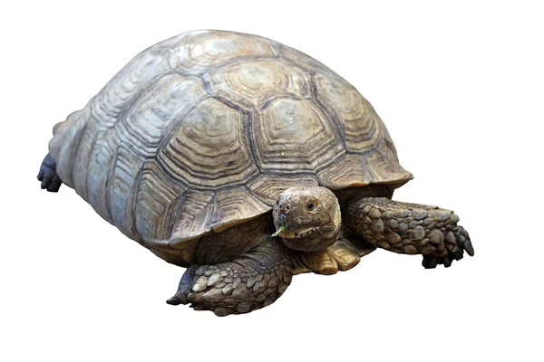 Afrikanska sporrade sköldpadda eller geochelone sulcata — Stockfoto