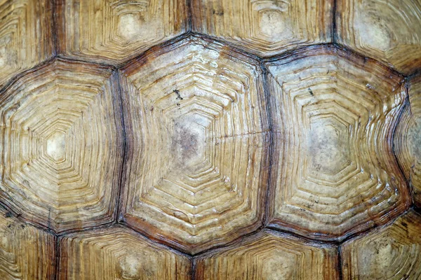 Afrikanska sporrade sköldpadda eller geochelone sulcata skal — Stockfoto