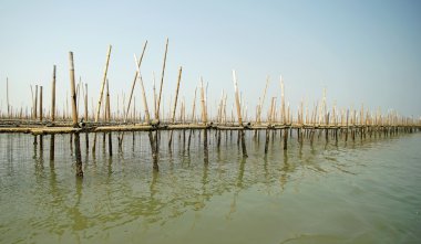 istiridye çiftlik deniz 