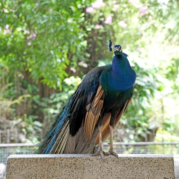 Peacock met natuur achtergrond — Stockfoto