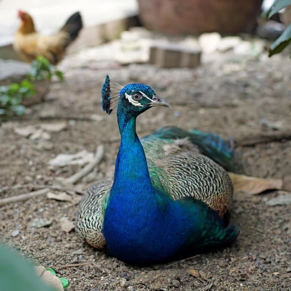 Peacock zittend op de grond — Stockfoto