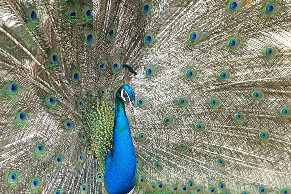 Pfau mit Federn raus — Stockfoto