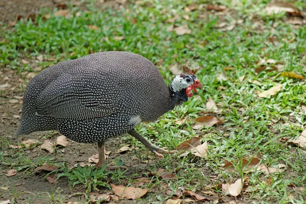 Plymouth rock vagy wyandotte — Stock Fotó