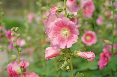 güzel Gül Fatma çiçek veya althaea çiçek