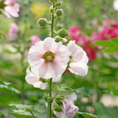 güzel Gül Fatma çiçek veya althaea çiçek