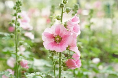 güzel Gül Fatma çiçek veya althaea çiçek