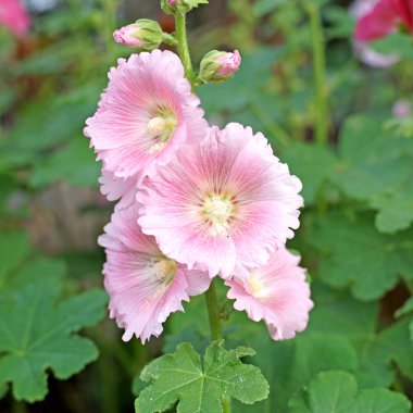 güzel Gül Fatma çiçek veya althaea çiçek