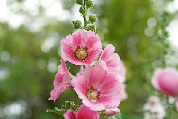 Güzel Gül Fatma çiçek veya althaea çiçek — Stok fotoğraf