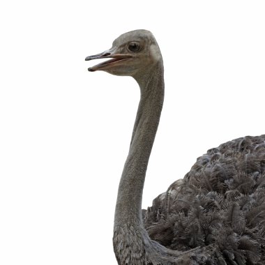 Devekuşu closeup 