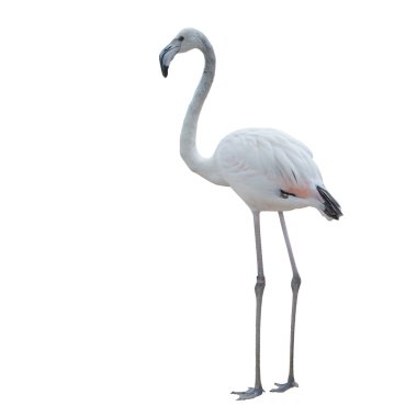 pembe flamingo closeup