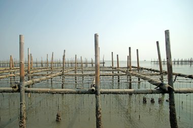 istiridye çiftlik deniz 