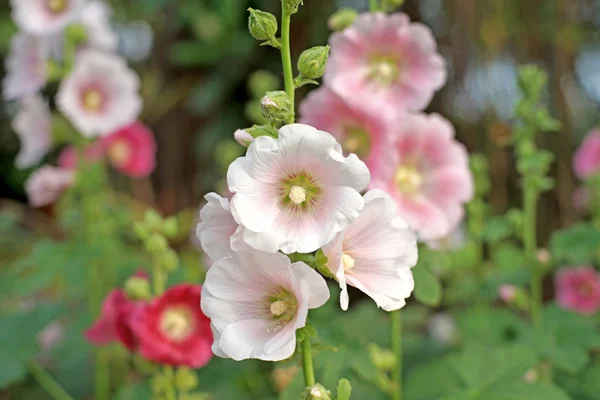 Mooie hollyhock bloem of Heemst (geslacht) bloem — Stockfoto