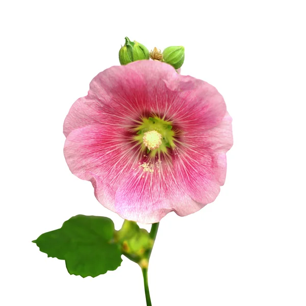 Bellissimo fiore hollyhock o fiore althaea — Foto Stock