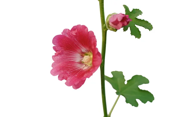 Bellissimo fiore hollyhock o fiore althaea — Foto Stock