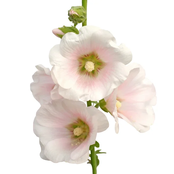 Bellissimo fiore hollyhock o fiore althaea — Foto Stock